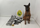 Cão farejador do BPFRON ajuda a prender passageiras com drogas e armas em ônibus em Guaíra