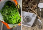 Polícia descobre chácara usada para cultivo e produção de drogas em Umuarama