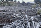 Quinta-feira amanhece gelada e com geada ampla em Marechal Cândido Rondon e região (vídeo)