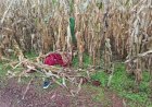 Feto é encontrado abandonado em estrada rural na região do Jardim Santa Clara IV, em Toledo