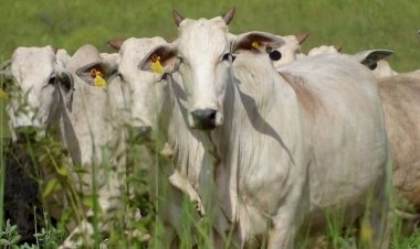 Chile reconhece Paraná como área livre de febre aftosa sem vacinação e autoriza importação de carnes.