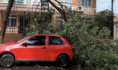 Chuva isolada com ventos fortes provoca queda de galhos em Foz do Iguaçu