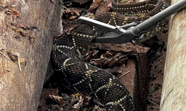 Cobra Cascavel (Crotalus durissus) é capturada após atacar cães em residência