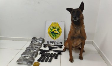 Cão farejador do BPFRON ajuda a prender passageiras com drogas e armas em ônibus em Guaíra