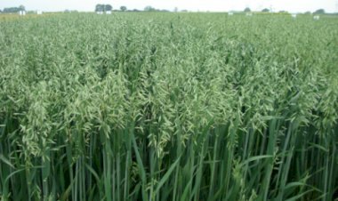 Hora de Plantar aveia! Em Nova Santa Rosa semente começa  a ser entregue hoje pela prefeitura