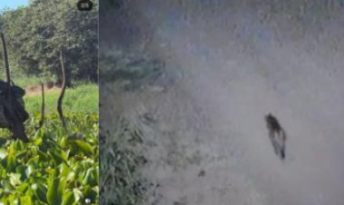 Onça-parda e sucuri  são  são flagradas por moradores em Marechal Rondon e Mercedes no Oeste do Paraná