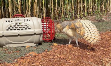 Coruja resgatada em Nova Santa Rosa é reabilitada e devolvida à natureza