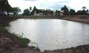 Ladrões furtam peixes de piscicultura na área rural de Toledo e fogem antes da chegada da polícia