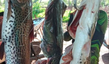 Proibição da pesca do pintado gera debate entre preservação ambiental e sustento de pescadores