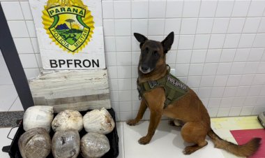 Cão farejador do BPFRON localiza mais de 10 quilos de maconha em ônibus na Ponte Ayrton Senna