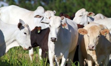 ATENÇÃO: Adapar alerta para último dia de atualização de rebanhos; multa pode chegar a R$ 1,5 mil