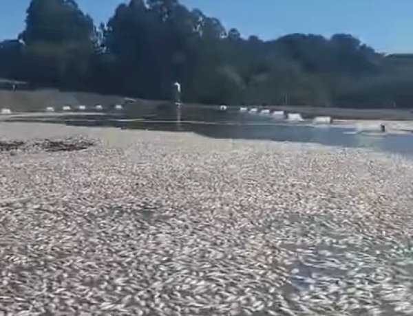 Produtor perde cerca de 900 mil peixes após falha no fornecimento de energia em Tupãssi