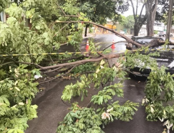 Chuva traz alívio para lavouras da região; ventos causam danos em Guaíra