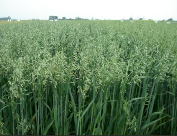 Hora de Plantar aveia! Em Nova Santa Rosa semente começa  a ser entregue hoje pela prefeitura