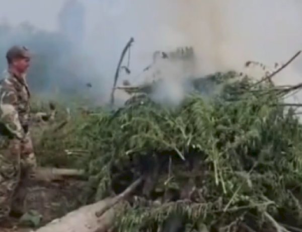 Operação  conjunta entre Polícia Federal do Brasil e Secretaria Nacional Antidrogas do Paraguai destrói plantações e apreende mais de 6 toneladas de maconha