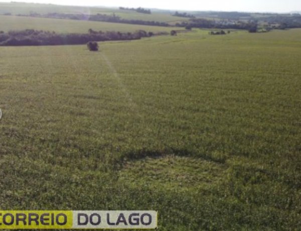 Círculo misterioso em lavoura de milho intriga moradores no interior de Santa Helena