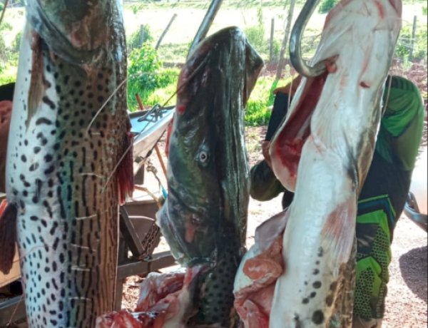 Proibição da pesca do pintado gera debate entre preservação ambiental e sustento de pescadores