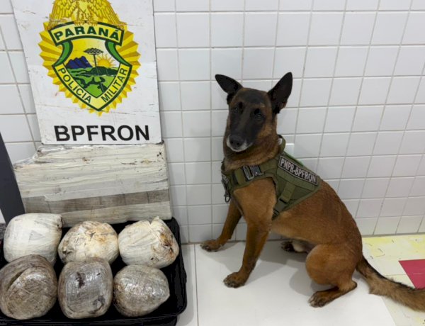Cão farejador do BPFRON localiza mais de 10 quilos de maconha em ônibus na Ponte Ayrton Senna