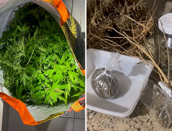 Polícia descobre chácara usada para cultivo e produção de drogas em Umuarama
