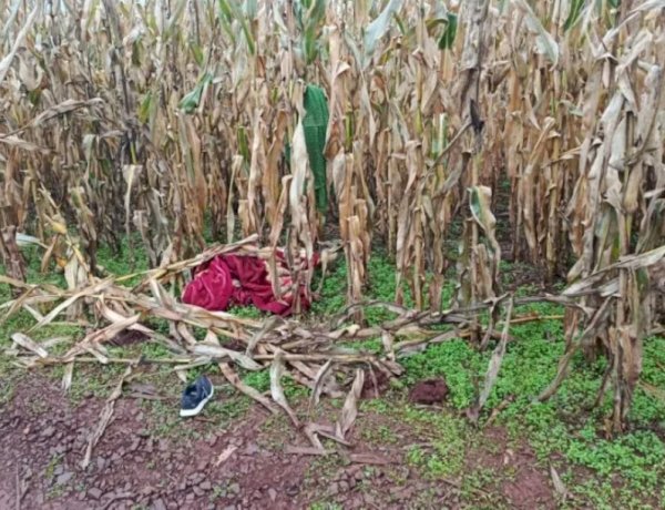 Feto é encontrado abandonado em estrada rural na região do Jardim Santa Clara IV, em Toledo