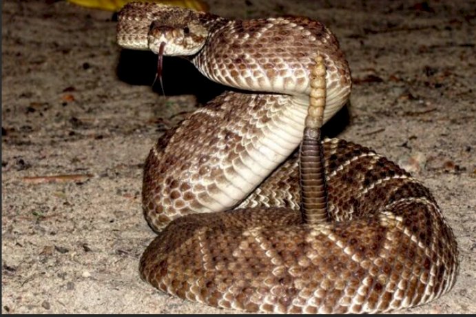 Cobra cascavel é encontrada no Centro de Marechal Rondon e mobiliza Corpo de Bombeiros