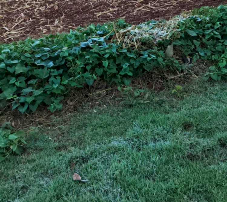 Meteorologista desmente fake news sobre inverno rigoroso no Sul do Brasil em 2026