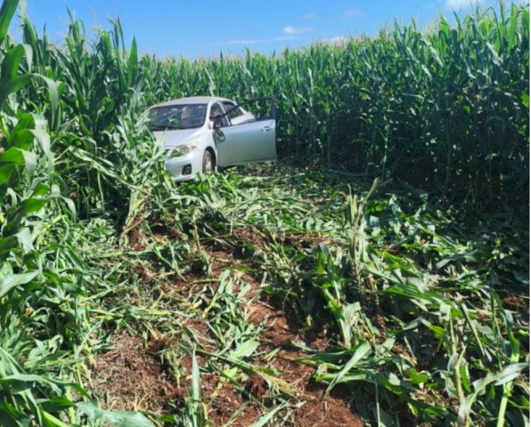 Idoso perde o controle do veículo, que vai para no meio de uma lavoura de milho na BR-163 entre Guaíra e Mercedes