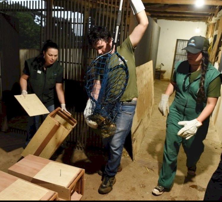Criadouro irregular com animais silvestres é multado em R$ 67 mil no Paraná