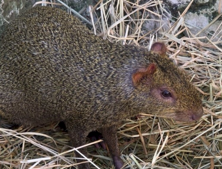 Criadouro irregular com animais silvestres é multado em R$ 67 mil no Paraná