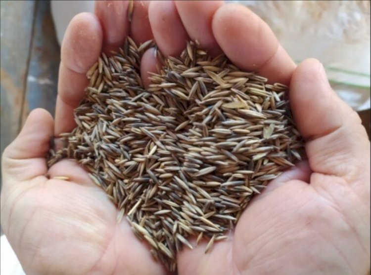 Hora de Plantar aveia! Em Nova Santa Rosa semente começa  a ser entregue hoje pela prefeitura