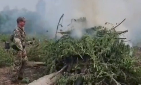 Operação  conjunta entre Polícia Federal do Brasil e Secretaria Nacional Antidrogas do Paraguai destrói plantações e apreende mais de 6 toneladas de maconha