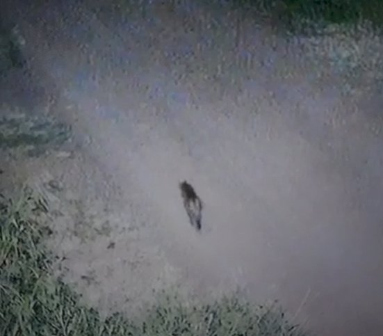 Onça-parda e sucuri  são  flagradas por moradores em Marechal Rondon e Mercedes no Oeste do Paraná