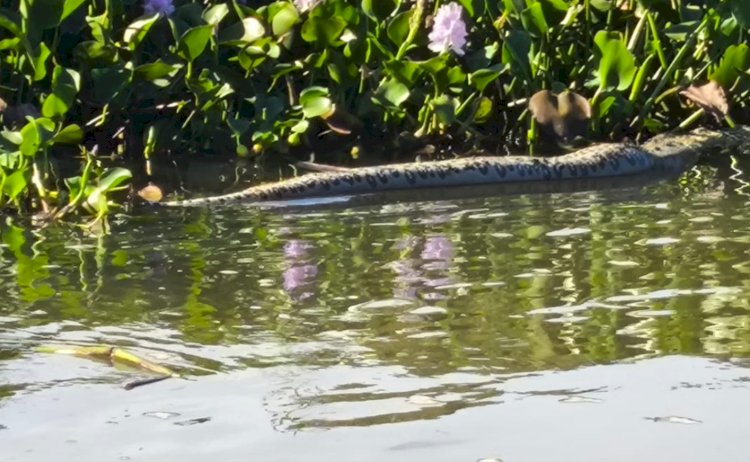 Sucuris se espalham por rios e lago de Itaipu e surpreendem moradores da região Oeste