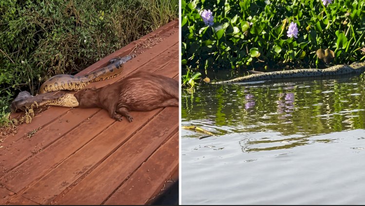 Sucuris se espalham por rios e lago de Itaipu e surpreendem moradores da região Oeste