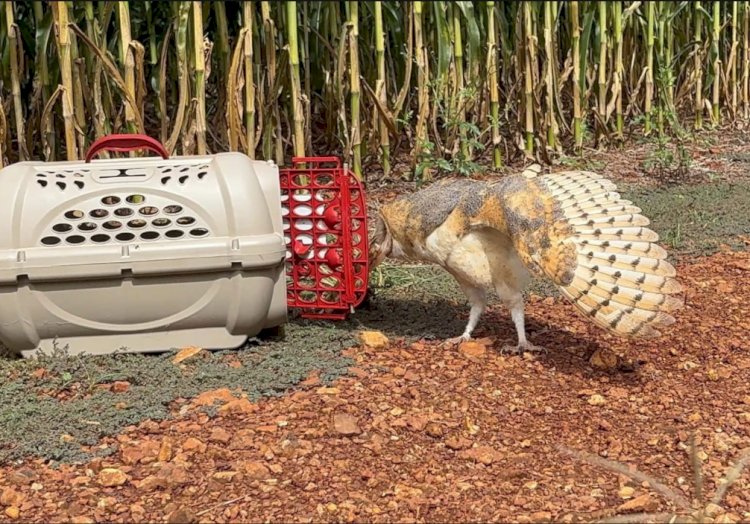 Coruja resgatada em Nova Santa Rosa é reabilitada e devolvida à natureza