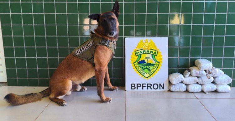 BPFRON prende mulher e apreende mais de 6 quilos de haxixe em Guaíra