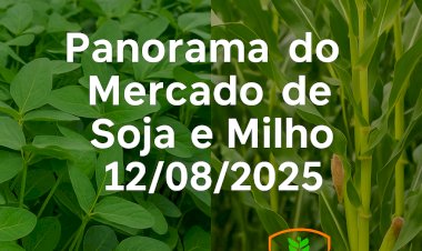 PANORAMA DO MERCADO DE SOJA E MILHO PARA 12/08/2025