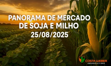 Panorama de Mercado de Soja e Milho 25/08/2025