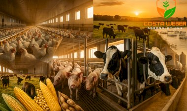 Custo e Consumo de Ração na Pecuária do Oeste do Paraná: Frango, Suíno, Boi de Corte, Leite e Tilápia (27/08/2025)