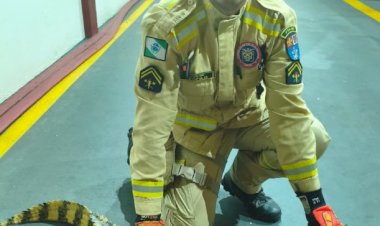 Corpo de Bombeiros captura jacaré  na no trevo de acesso a cidade de Altônia (PR)
