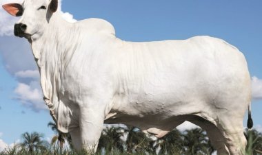 Vaca nelore é vendida por R$ 54 milhões em Foz do Iguaçu e estabelece recorde mundial