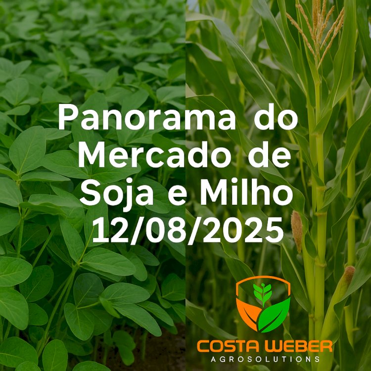 PANORAMA DO MERCADO DE SOJA E MILHO PARA 12/08/2025