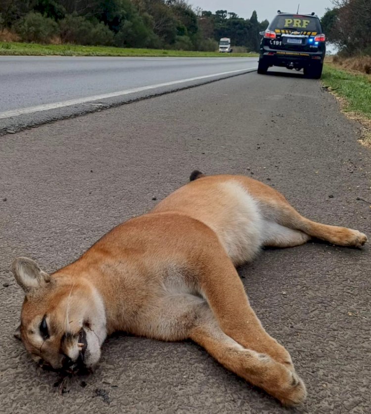 Onça Parda é achada morta  em Beira de Rodovia no Paraná