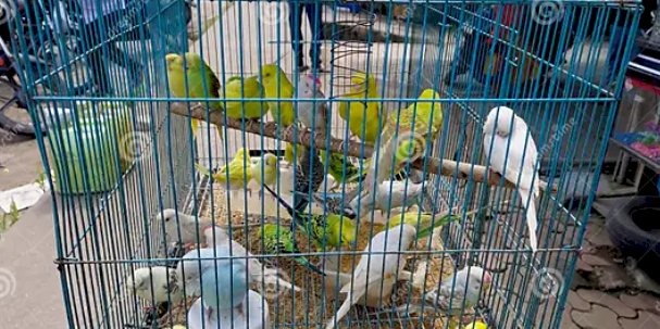 Motocicletas e até passarinhos são furtados em Marechal Rondon