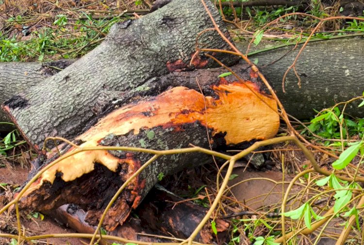 Chuvas intensas são registradas em várias regiões do Oeste do Paraná