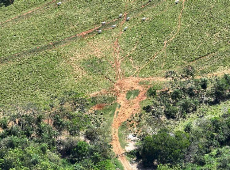 Polícia Ambiental embarga fazenda onde foram encontrados corpos em Icaraíma e aplica multa de R$ 7,5 milhões