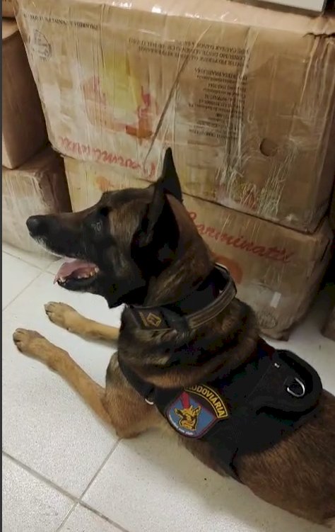 Polícia Militar apreende mais de 11 toneladas de drogas na BR-277