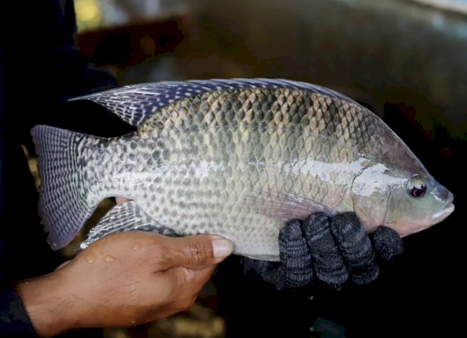 Tilápias podem ser incluídas em lista nacional de espécies exóticas invasoras; Paraná manifesta preocupação