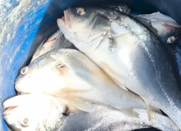 Período de defeso da pesca começa neste fim de semana no Paraguai