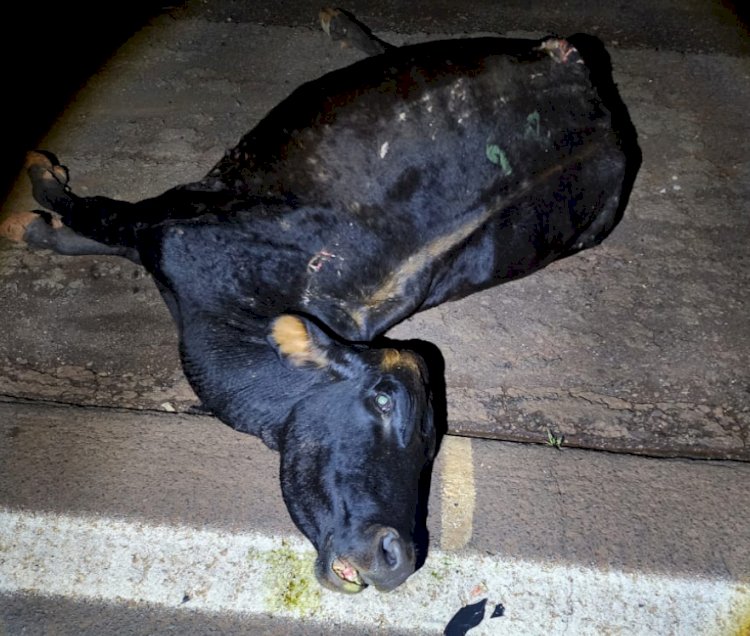 Segundo acidente ontem na região de Maripá  resulta em carro destruído e animal morto